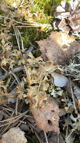 Iceland Lichen