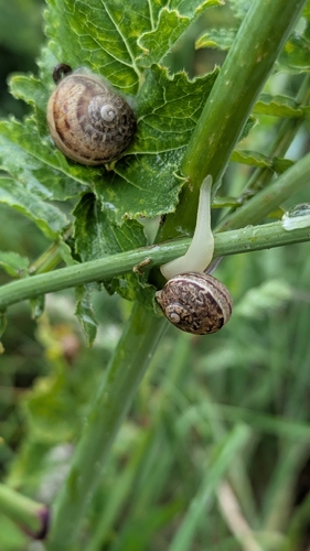 Cornu aspersum