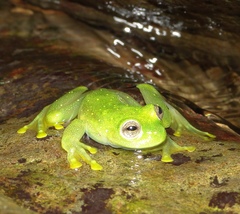 Rulyrana flavopunctata