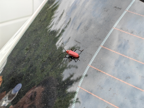 Red Longicorn Beetle