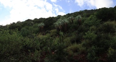 Aloe speciosa, photograph (c) Tony Rebelo, some rights reserved (CC BY-SA)