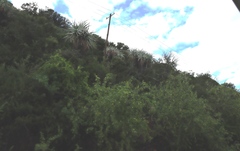 Aloe speciosa, photograph (c) Tony Rebelo, some rights reserved (CC BY-SA)