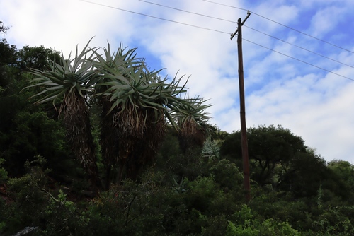 Aloe speciosa, photograph 4