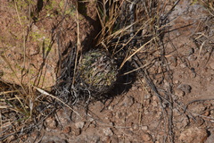 Echinofossulocactus phyllacanthus