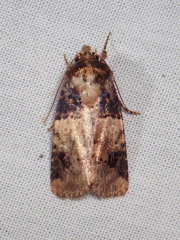 Hampsonodes