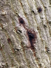 Phytophthora cactorum