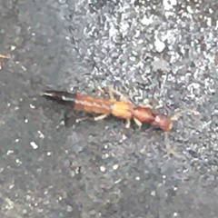 Astenus discopunctatus