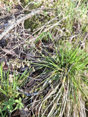 Anthoxanthum australe observed 2026-05-07