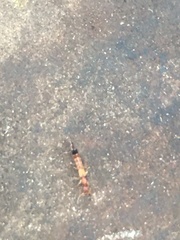 Astenus discopunctatus