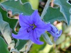 Solanum houstonii