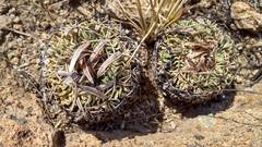 Echinofossulocactus phyllacanthus