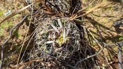 Echinofossulocactus phyllacanthus