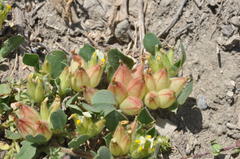 Tripodion tetraphyllum
