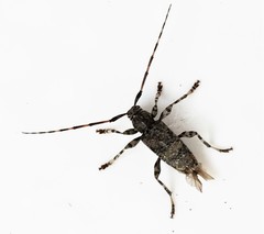 Graphisurus fasciatus