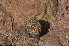 Echinofossulocactus phyllacanthus