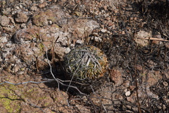 Echinofossulocactus phyllacanthus