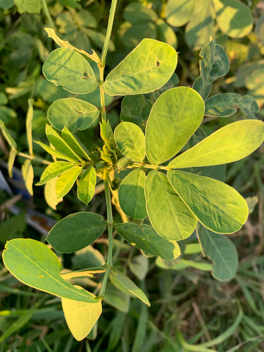 American Sicklepod