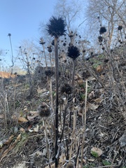 Echinops sphaerocephalus