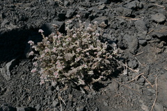 Polycarpeae