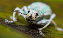 Compsus viridivittatus