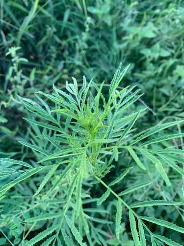 wild marigold