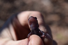 Plethodon fourchensis