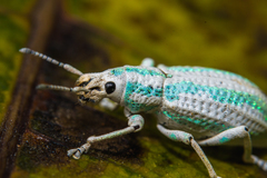 Compsus viridivittatus