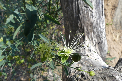 Maerua juncea subsp. juncea image