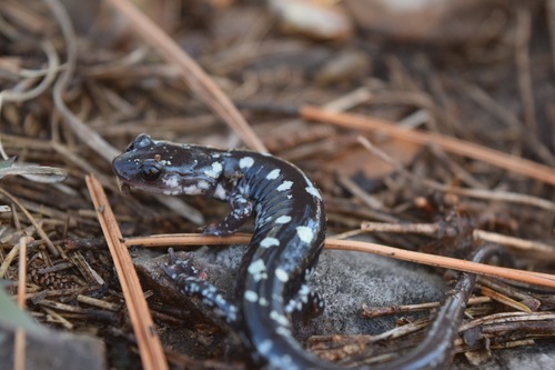 Fourche Mountain Salamander