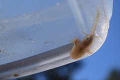 Ambystoma annulatum