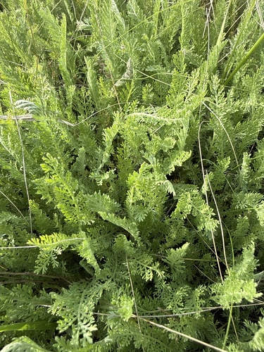 Tanacetum achilleifolium, photograph 4