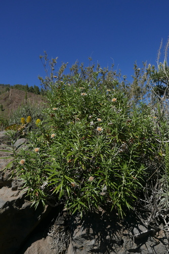 Carlina salicifolia