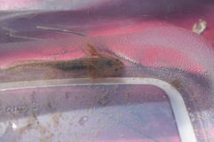 Ambystoma annulatum