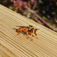 Laphria saffrana