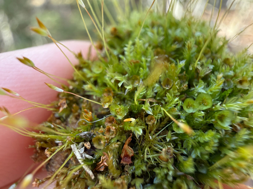 Tetraphis Moss