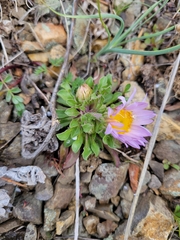Townsendia parryi, photograph (c) Jacob Honn, some rights reserved (CC BY)