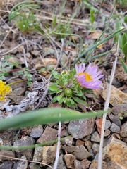 Townsendia parryi, photograph (c) Jacob Honn, some rights reserved (CC BY)