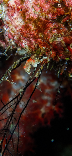 Hippocampus pontohi