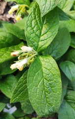 Symphytum bulbosum