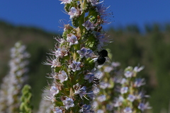 Bombus terrestris canariensis