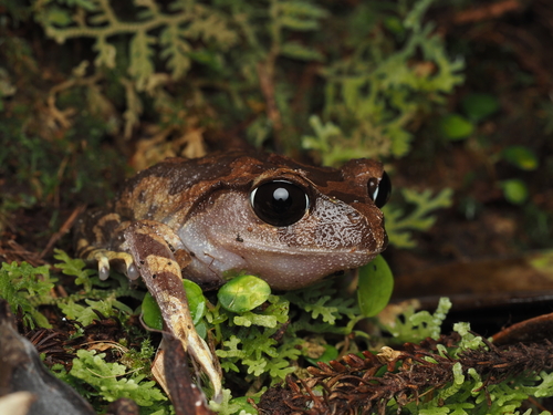 Leptobrachium montanum, 2026-04-13