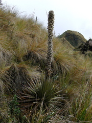 Puya clava-herculis