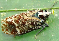 Phrictus xanthopterus
