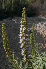 Anthophora alluaudi