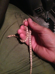 Phyllorhynchus decurtatus