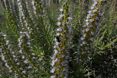 Bombus terrestris canariensis