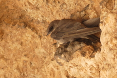 Ptyonoprogne fuligula anderssoni