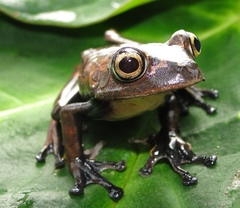 Black-Flanked Treefrog photo 1