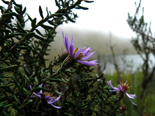 Diplostephium hartwegii, photograph 6
