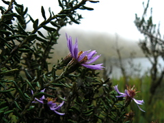 Diplostephium hartwegii